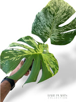 Monstera Bisasam (tc)