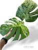 Monstera Bisasam (tc)