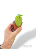 Anthurium Dressleri