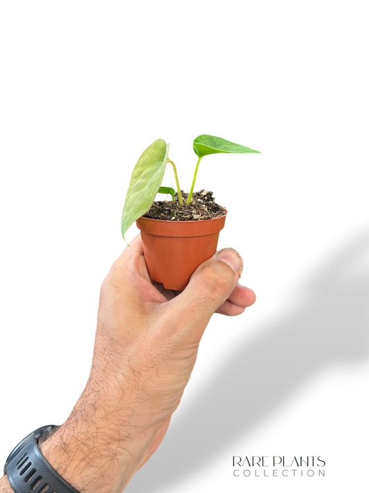 Anthurium Dressleri