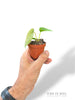 Anthurium Dressleri