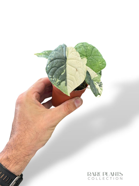 Alocasia Melo Albo