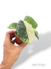 Alocasia Melo Albo