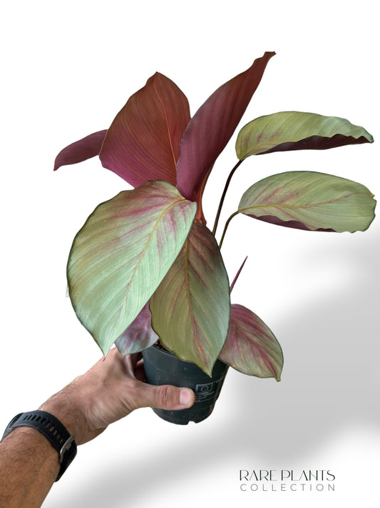 Calathea Rosea Picta Silver Plate