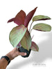Calathea Rosea Picta Silver Plate