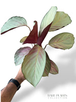 Calathea Rosea Picta Silver Plate