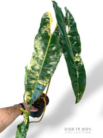 Philodendron Billietiae Variegata