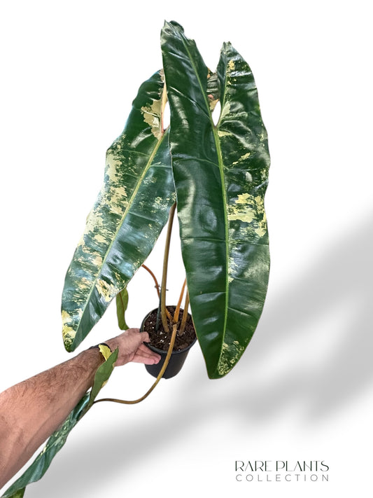 Philodendron Billietiae Variegata