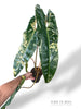 Philodendron Billietiae Variegata
