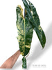 Philodendron Billietiae Variegata