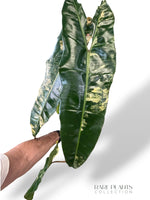 Philodendron Billietiae Variegata