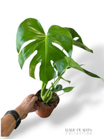 Monstera Deliciosa