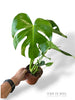 Monstera Deliciosa