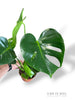 Monstera Deliciosa