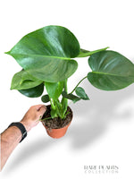 Monstera Deliciosa