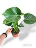 Monstera Deliciosa