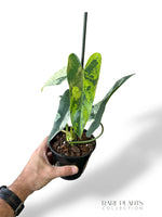 Philodendron Ilsemanii