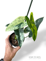 Philodendron Ilsemanii