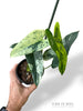 Philodendron Ilsemanii
