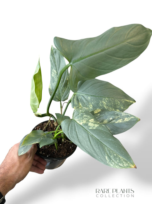 Philodendron Silberschwert Variegata