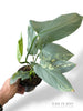 Philodendron Silver Sword Variegata
