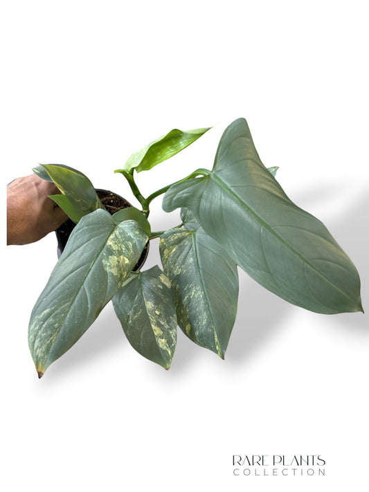 Philodendron Silberschwert Variegata
