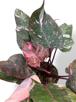 Philodendron Pink Princess Marble
