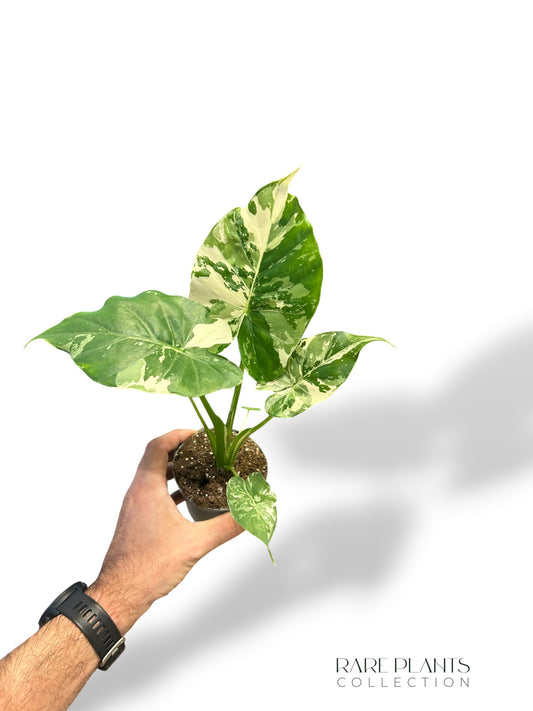 Alocasia Gageana Albo