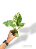 Alocasia Gageana Albo