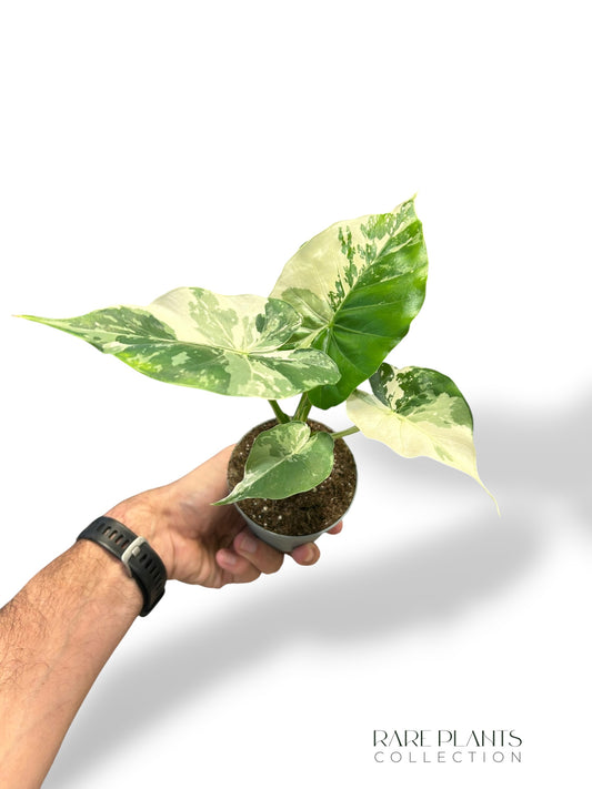 Alocasia Gageana Albo