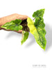 Alocasia Batwing