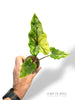 Alocasia Batwing
