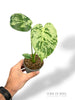 Monstera Vietcosa