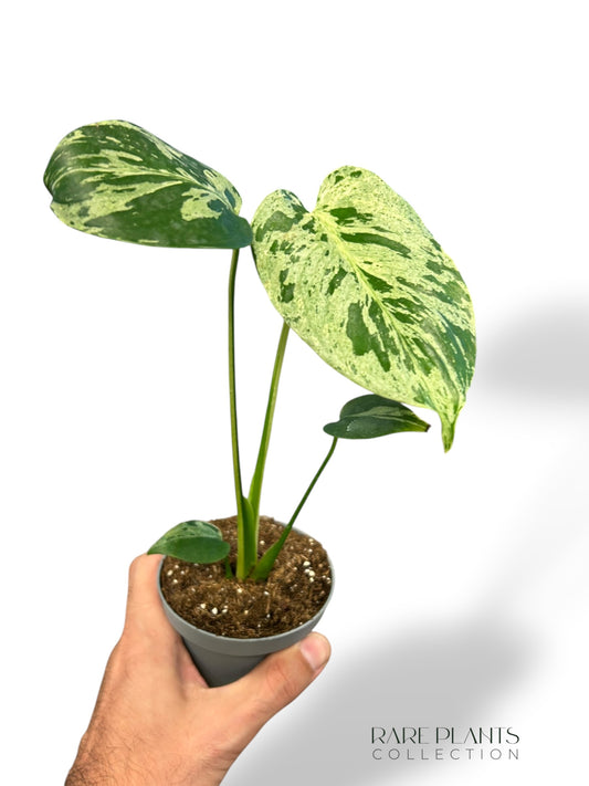 Monstera Vietcosa