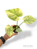 Monstera Legacy Baby