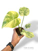 Monstera Legacy Baby