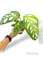 Skeleton Monstera