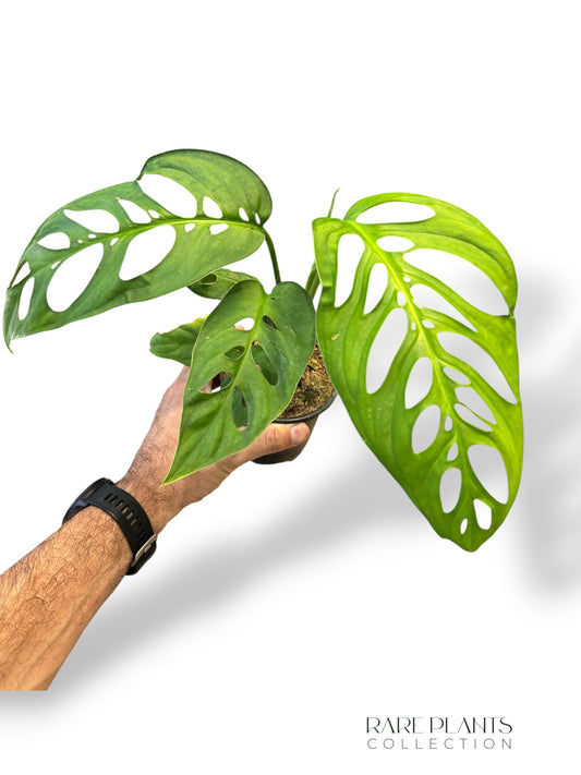 Monstera Esqueletto