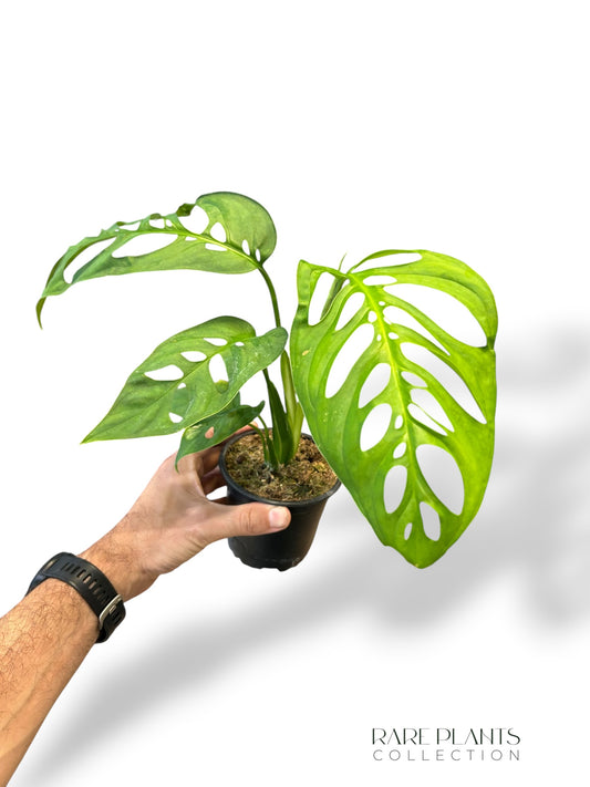Monstera Esqueletto