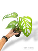 Skeleton Monstera