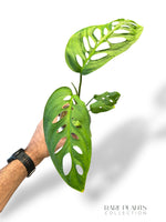 Skeleton Monstera