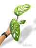 Skeleton Monstera