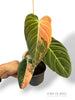 Variegated Melanochrysum Philodendron