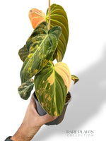 Variegated Melanochrysum Philodendron