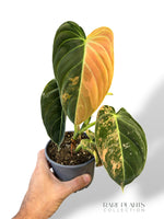 Variegated Melanochrysum Philodendron