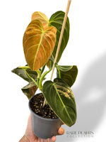 Variegated Melanochrysum Philodendron