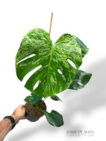 Monstera Bulbasaur L