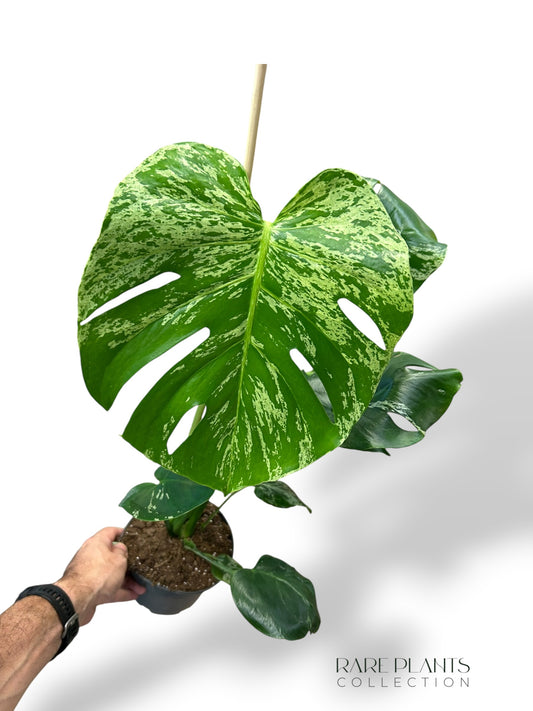 Monstera Bulbasaur L