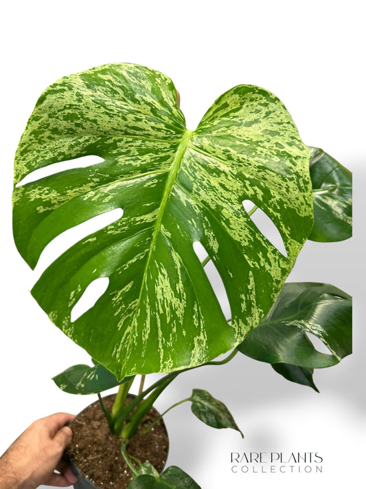 Monstera Bulbasaur L