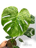 Monstera Bulbasaur L